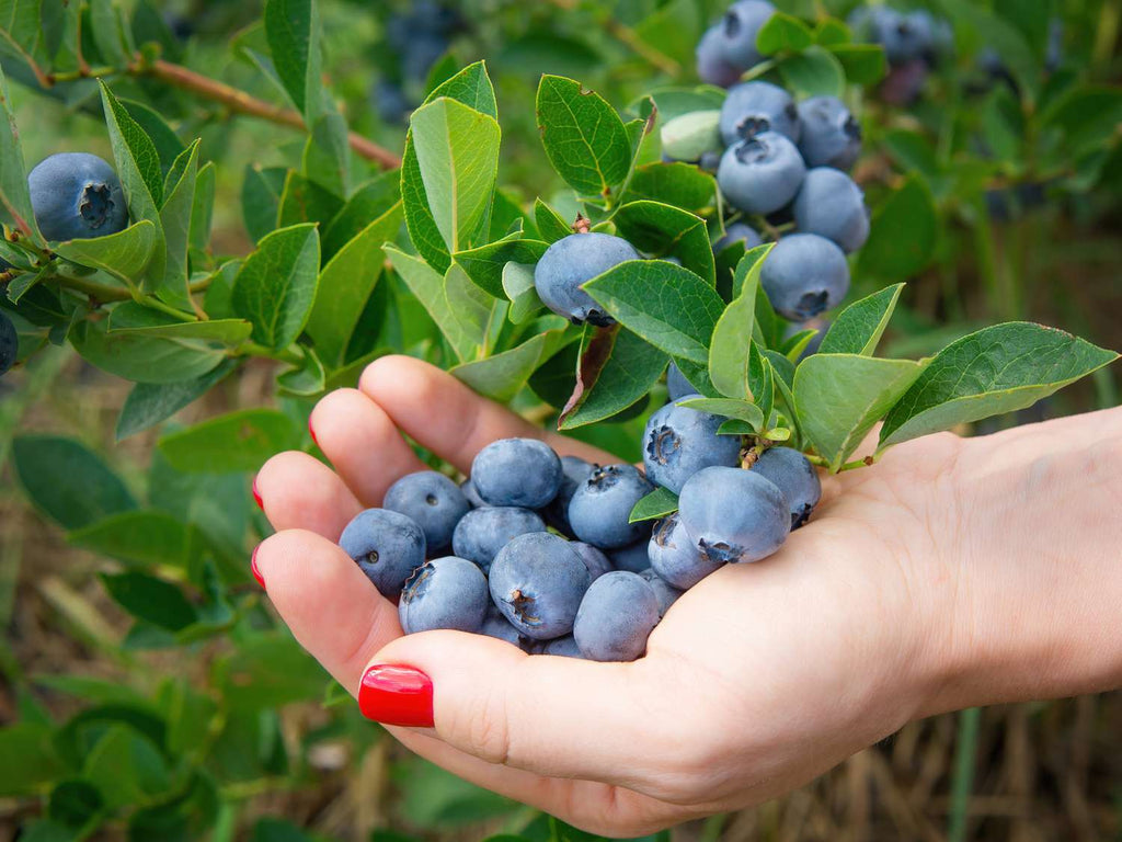 The Armored Kingdom Deluxe Blueberry Jam Preserves-16oz-Hand Selected Juicy Blueberries-Versatile Spread for Toast