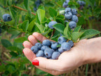 The Armored Kingdom Deluxe Blueberry Jam Preserves-16oz-Hand Selected Juicy Blueberries-Versatile Spread for Toast